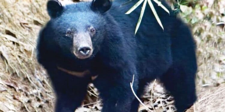 সাতছড়ি উদ্যানে মিলল মহাবিপন্ন ‘কালো ভালুক’