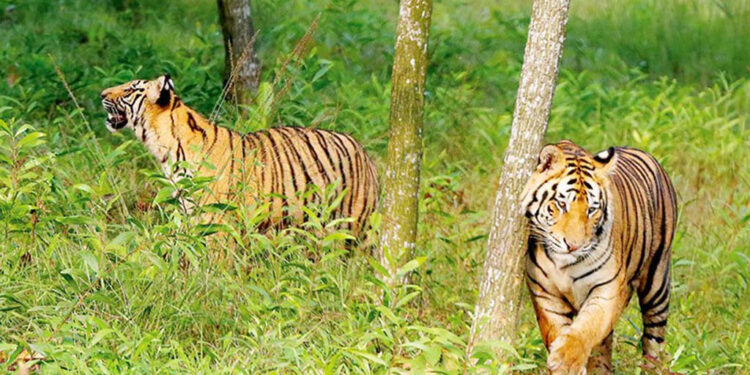 সুন্দরবনে দেখা গেল একসঙ্গে তিন বাঘ