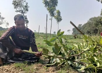 আমগাছ কেটে দিয়ে এ কেমন শত্রুতা!