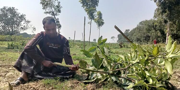 আমগাছ কেটে দিয়ে এ কেমন শত্রুতা!