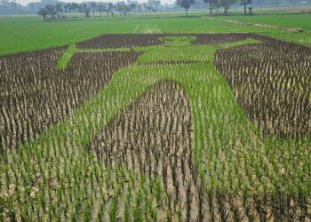 ধানখেতে শহিদ আবু সাঈদের প্রতিকৃতি