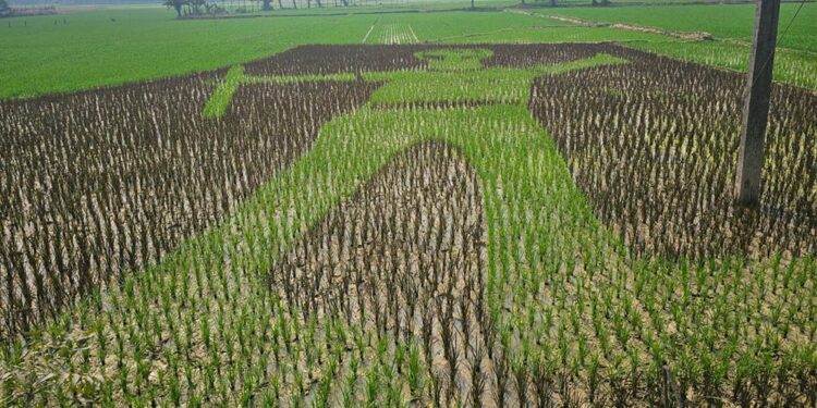 ধানখেতে শহিদ আবু সাঈদের প্রতিকৃতি