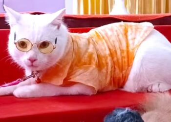 লালগালিচায় ব্যতিক্রমী ‘ক্যাট শো’