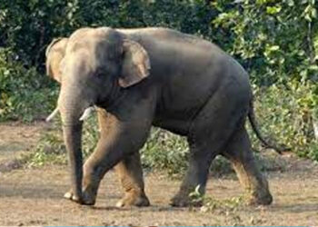 রাঙ্গামাটিতে বন্যহাতির আক্রমণে প্রাণ গেল কৃষকের