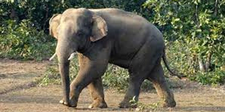 রাঙ্গামাটিতে বন্যহাতির আক্রমণে প্রাণ গেল কৃষকের