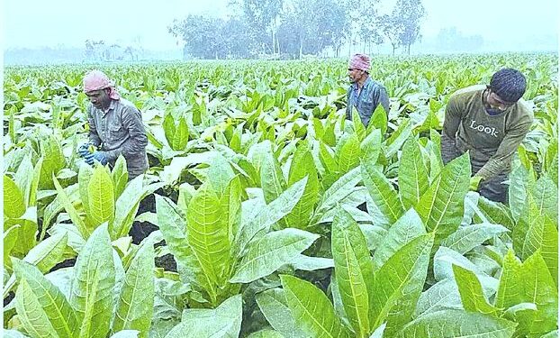 জনস্বাস্থ্য সুরক্ষায় তামাক কোম্পানির কূটকৌশল উন্মোচন জরুরি: সেমিনার