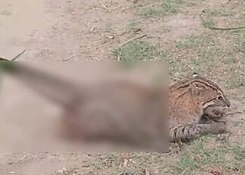 মেছো বিড়াল হত্যার ভিডিও ভাইরাল