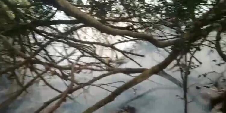 সুন্দরবনে এখনো জ্বলছে আগুন