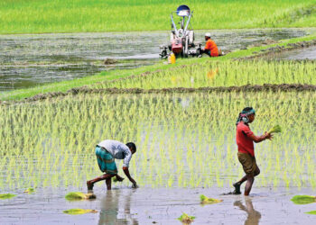 ২০ শতাংশ কৃষিঋণ বিতরণ করতে পারেনি ১৪ ব্যাংক