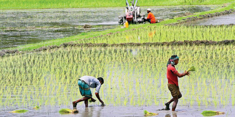২০ শতাংশ কৃষিঋণ বিতরণ করতে পারেনি ১৪ ব্যাংক