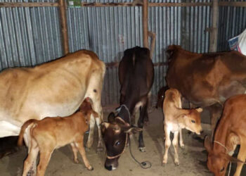 বিএনপি নেতার বাড়িতে মিললো লুটের ১৯ গরু