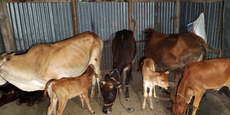 বিএনপি নেতার বাড়িতে মিললো লুটের ১৯ গরু