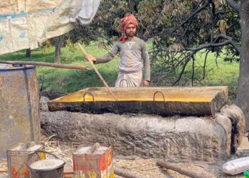 অতিরিক্ত সার ব্যবহারে ক্ষতির মুখে আখের গুড়