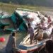 রাঙ্গামাটিতে ২০০ যাত্রী নিয়ে লঞ্চডুবি