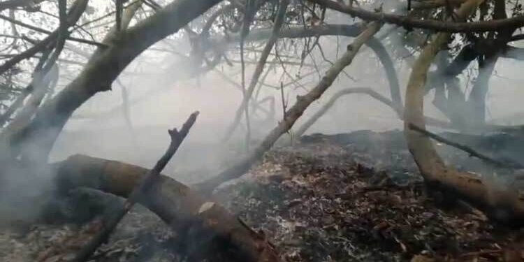 এবার সুন্দরবনের অন্য এলাকায় আগুন