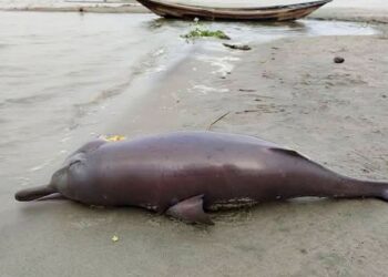 পদ্মার চরে ভেসে এলো মৃত ডলফিন
