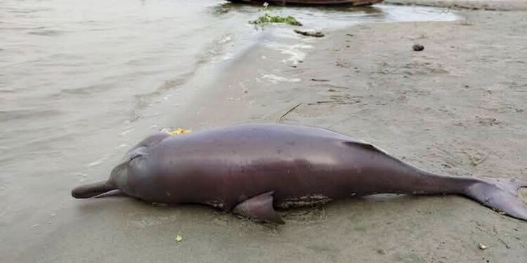 পদ্মার চরে ভেসে এলো মৃত ডলফিন