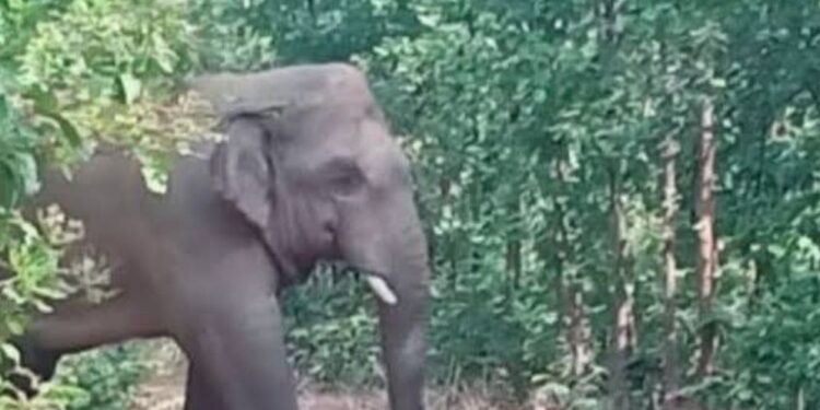 চকরিয়ায় বন্যহাতির আক্রমণে নারীর মৃত্যু