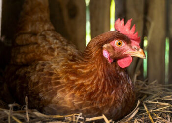 পাকিস্তানে উদ্ভাবিত নতুন জাতের মুরগি বছরে ডিম দেবে ২০০