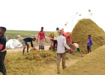 হাওরে কৃষকদের জন্য জরুরি সতর্কতা