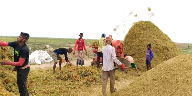 হাওরে কৃষকদের জন্য জরুরি সতর্কতা