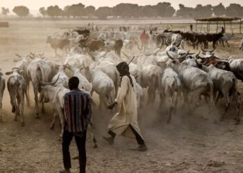 রাখাল-কৃষক সংঘর্ষ, নাউজেরিয়ায় ৫৬ জনের প্রাণহানি