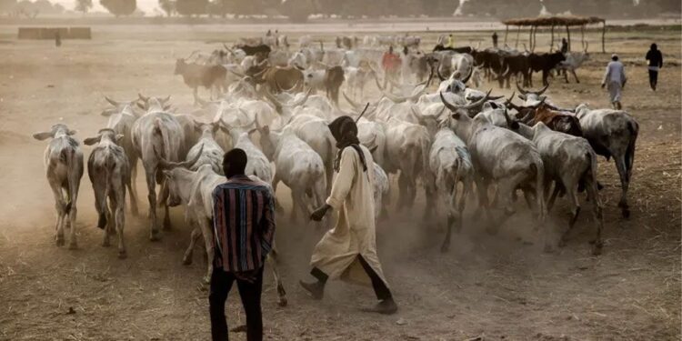রাখাল-কৃষক সংঘর্ষ, নাউজেরিয়ায় ৫৬ জনের প্রাণহানি