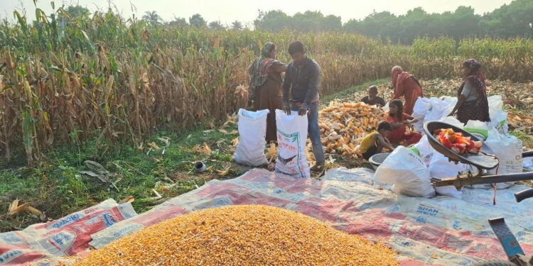 ভুট্টার ফলনে খুশি কৃষক, দামে অসন্তোষ