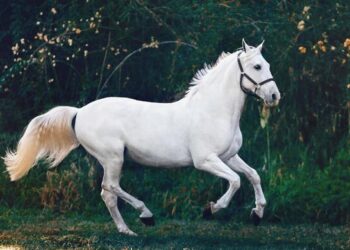 ঘোড়া কোরবানি বিধান কি?