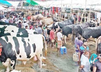 ঈদে গরুর হাটে সান্ধ্যকালীন ব্যাংকিং চালুর নির্দেশ