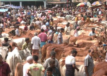 আফতাবনগরে বসবে না গরুর হাট: হাইকোর্ট