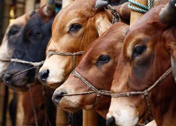 পশু কোরবানির আগে যা জানা প্রয়োজন