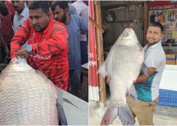 পদ্মায় জালে ধরা পড়ল বিশাল কাতল, দাম শুনলে অবাক!