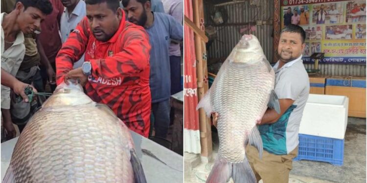 পদ্মায় জালে ধরা পড়ল বিশাল কাতল, দাম শুনলে অবাক!
