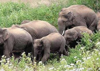 শেরপুরে বন্যহাতির আক্রমণে প্রাণ গেলো দু’জনের