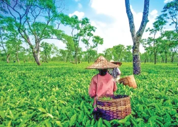 কৃষি পর্যটন : টেকসই উন্নয়নের নতুন দিগন্ত