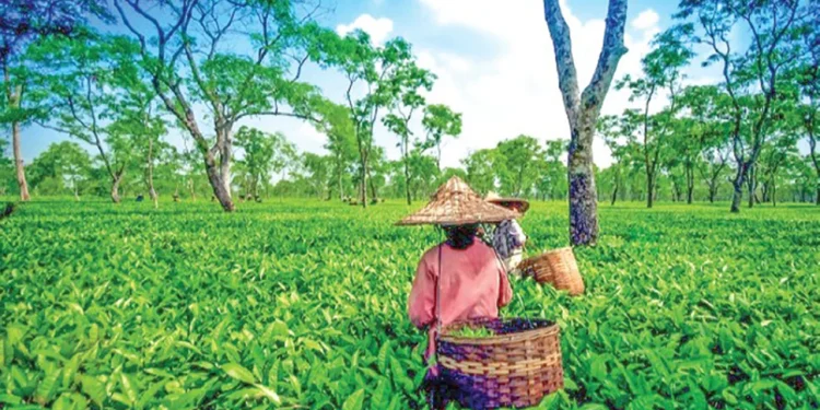 কৃষি পর্যটন : টেকসই উন্নয়নের নতুন দিগন্ত