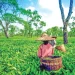 কৃষি পর্যটন : টেকসই উন্নয়নের নতুন দিগন্ত
