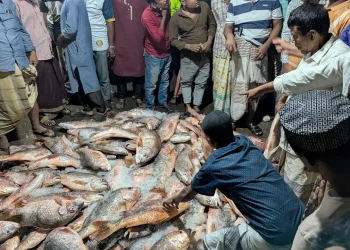 সেন্টমার্টিনে ধরা পড়ল ১০০০ কোরাল মাছ, ৩৫ লাখে বিক্রি