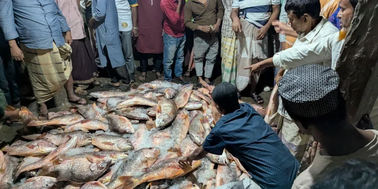 সেন্টমার্টিনে ধরা পড়ল ১০০০ কোরাল মাছ, ৩৫ লাখে বিক্রি