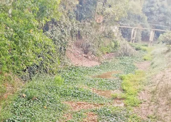 শাহগলী-কোদালী খাল শুকিয়ে যাওয়ায় বিপন্ন কৃষি ও পরিবেশ