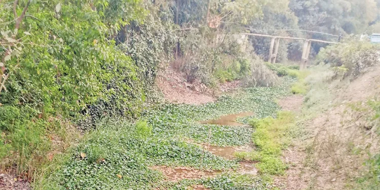 শাহগলী-কোদালী খাল শুকিয়ে যাওয়ায় বিপন্ন কৃষি ও পরিবেশ