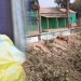 গাছ কাটা সেই বিএনপি নেতা গ্রেপ্তার