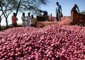পাবনায় মুড়িকাটা পেঁয়াজের দাম কম, লোকসানে চাষি
