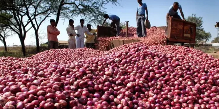 পাবনায় মুড়িকাটা পেঁয়াজের দাম কম, লোকসানে চাষি
